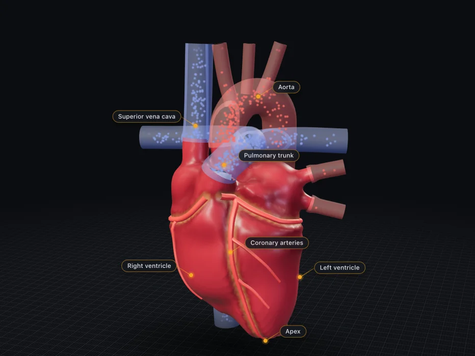 How the heart works